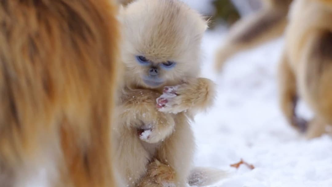 Born in China backdrop 18