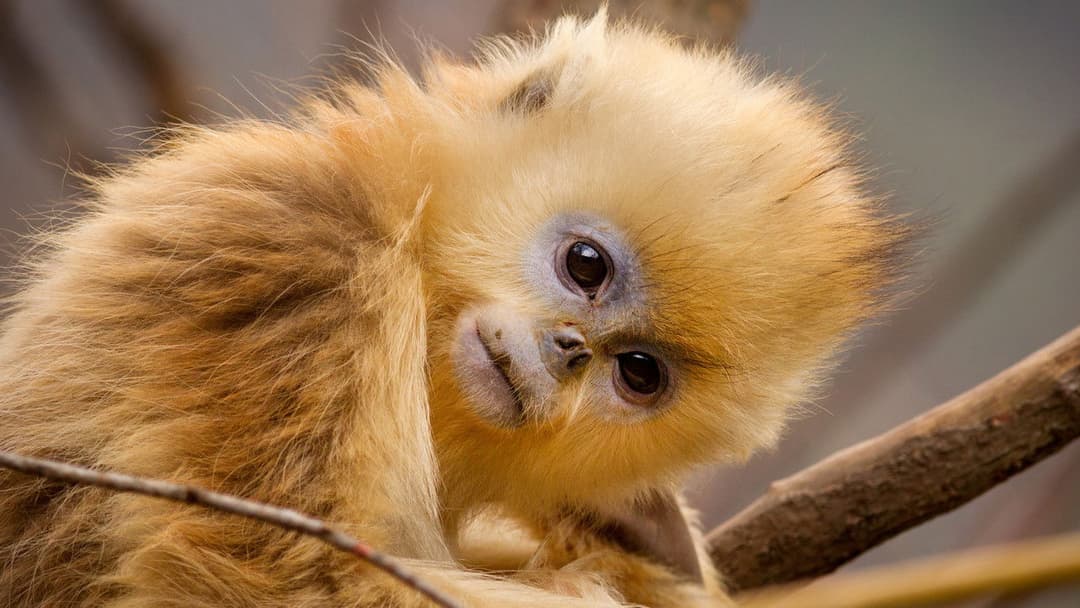 Born in China backdrop 10