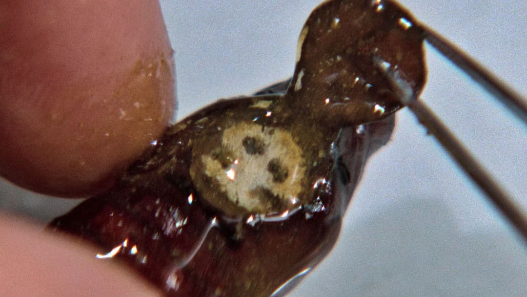 The Silence of the Lambs backdrop 19