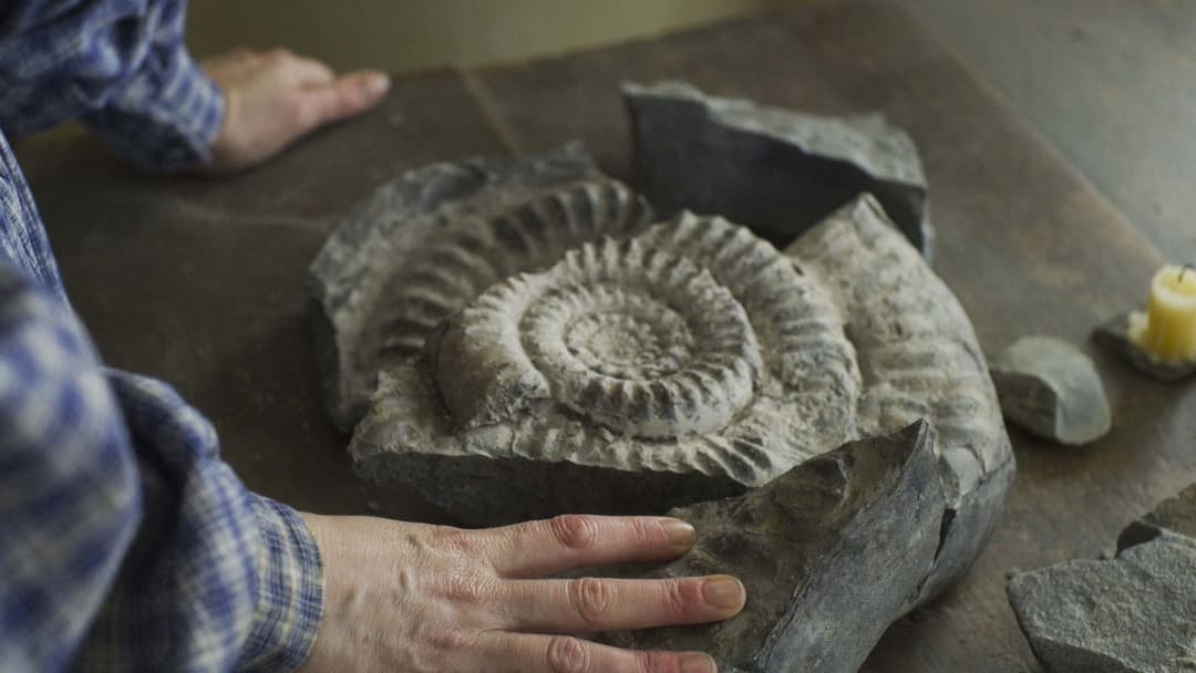 Ammonite backdrop 18