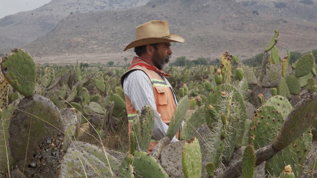 The Thin Yellow Line backdrop 2