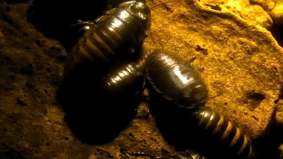 Павуче лігво backdrop 17