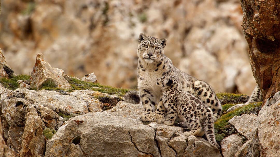 Born in China backdrop 5