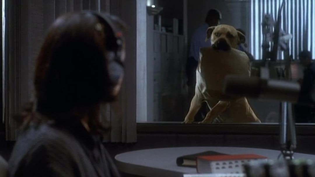 Правда про котів і собак backdrop 14