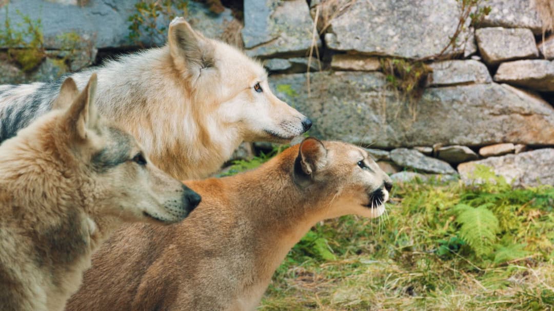 Woodwalkers 2 backdrop 7