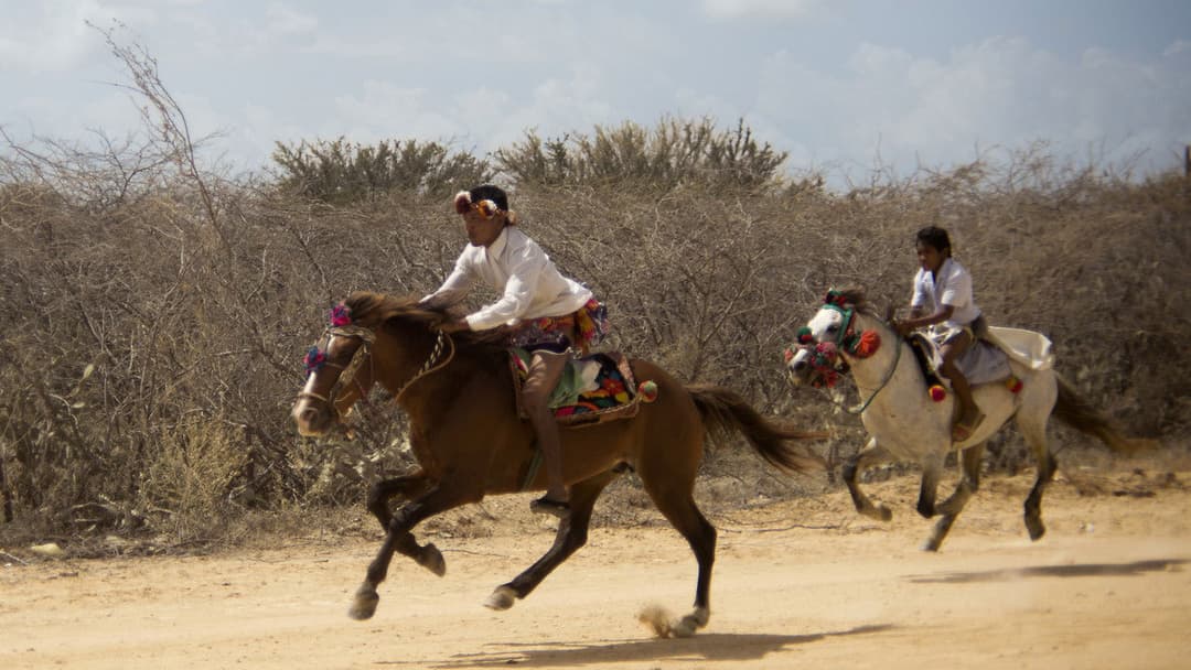 Pájaros de verano backdrop 16