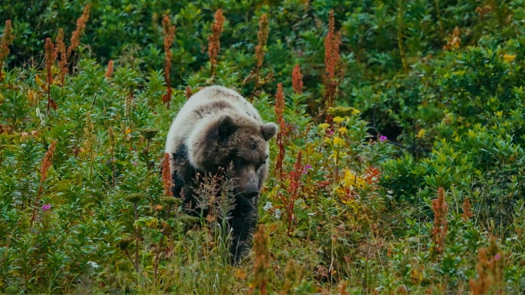 The Bear Beneath backdrop 2
