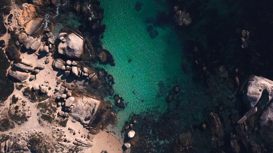 My Octopus Teacher backdrop 7