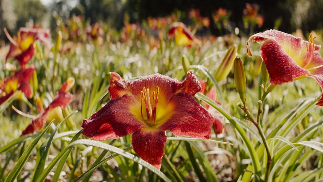 The Mule backdrop 12