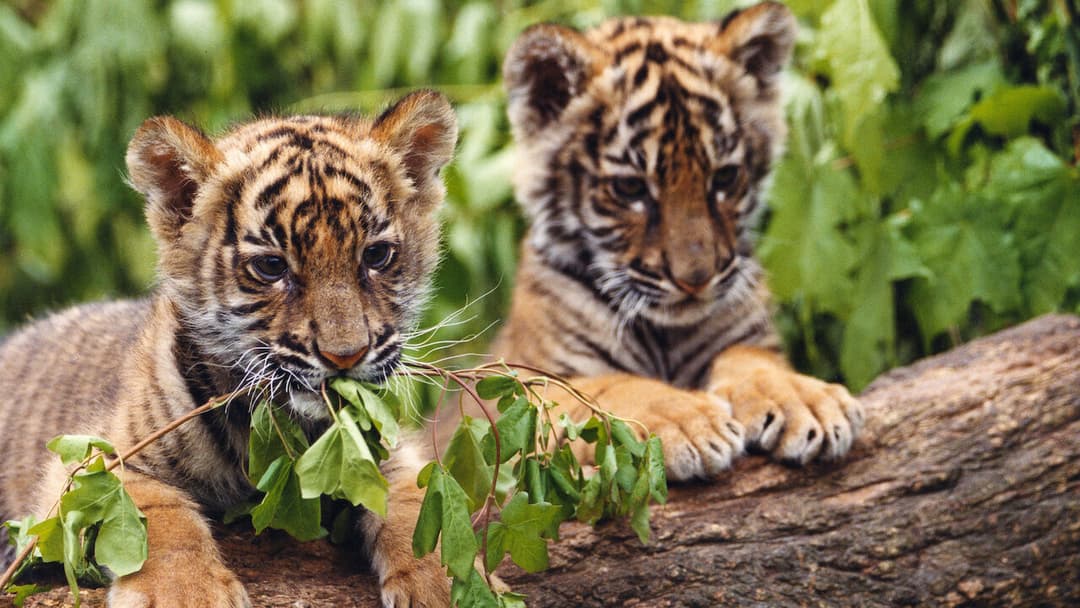 Двоє братів backdrop 3