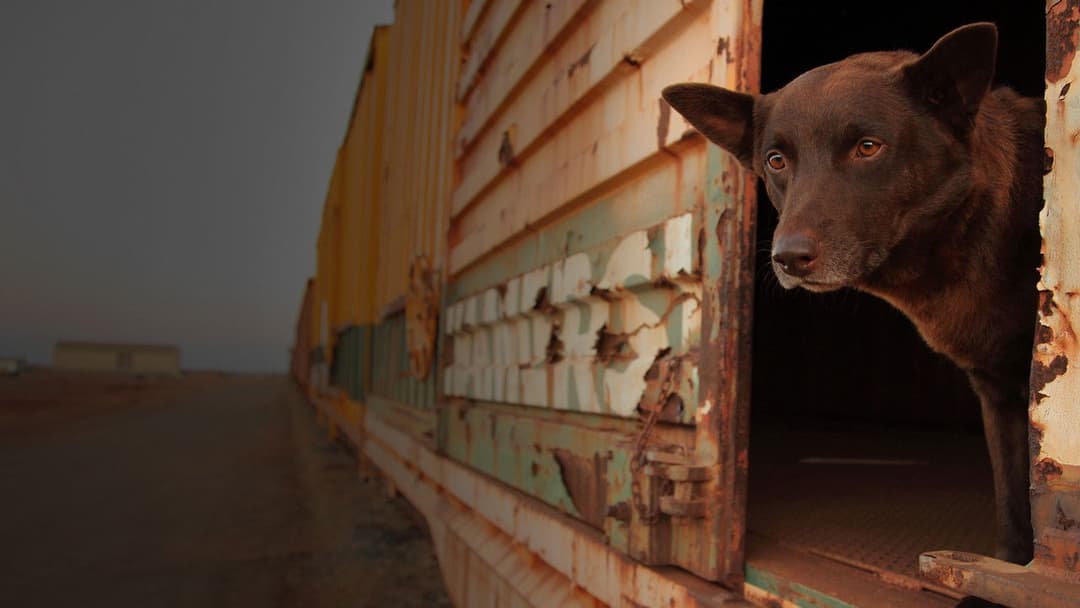 Рудий пес backdrop 3