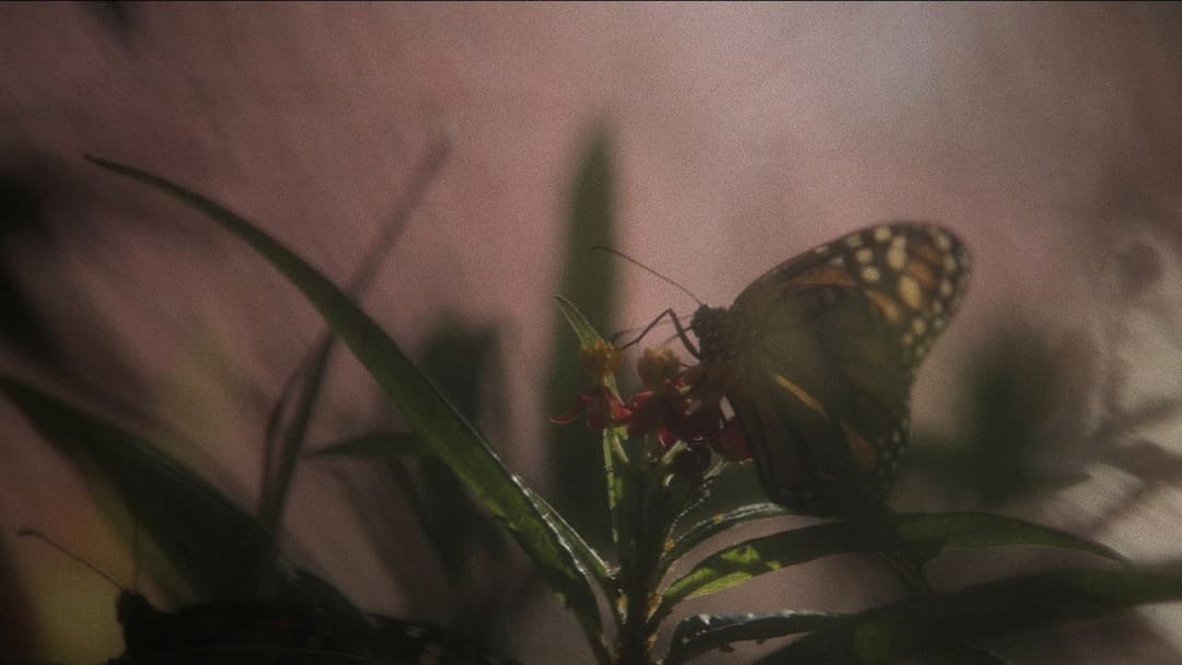 May December backdrop 20