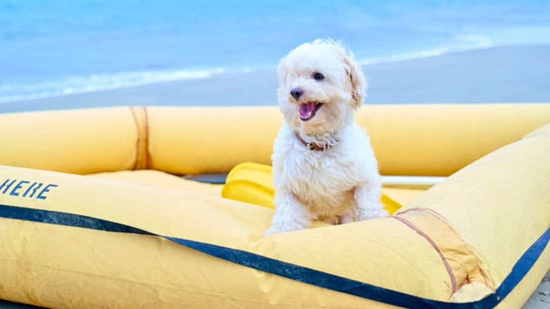 Lost in Paradise backdrop 1