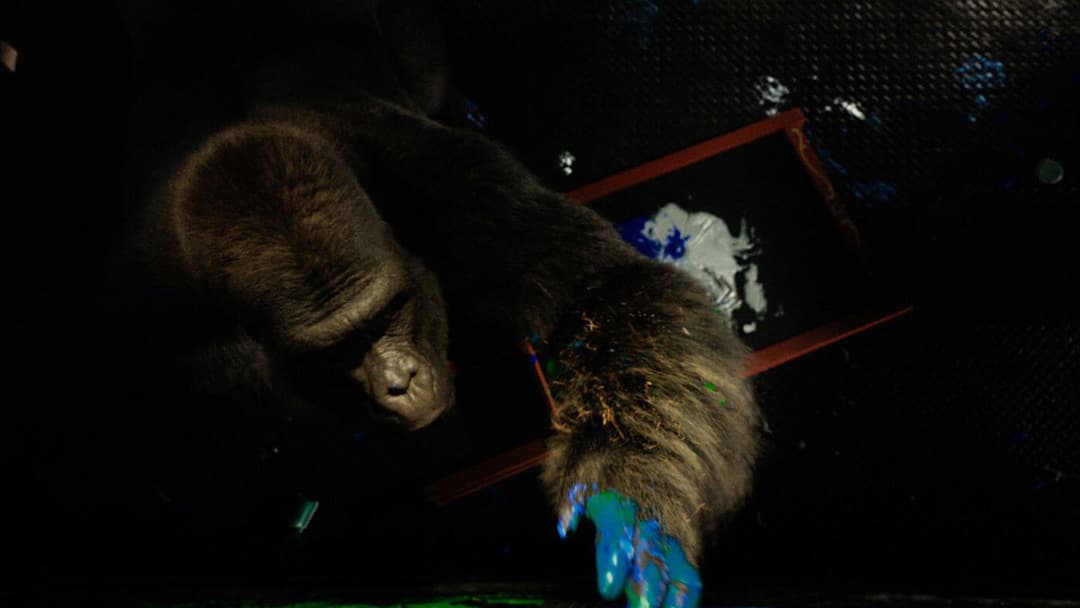 Айван, єдиний і неповторний backdrop 16