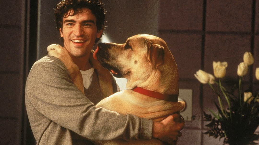 Правда про котів і собак backdrop 4