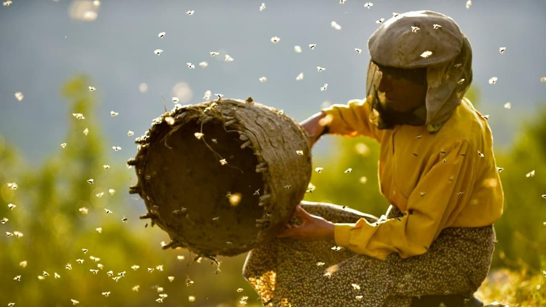 Honeyland backdrop 1