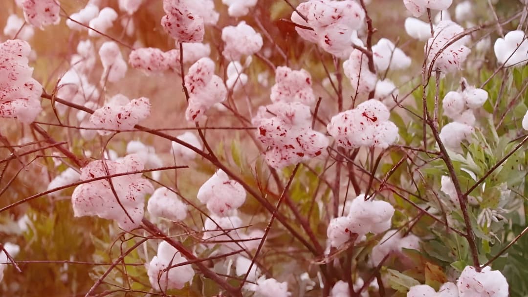 Django Unchained backdrop 18