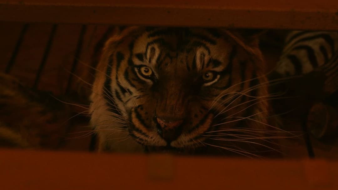 Життя Пі backdrop 18