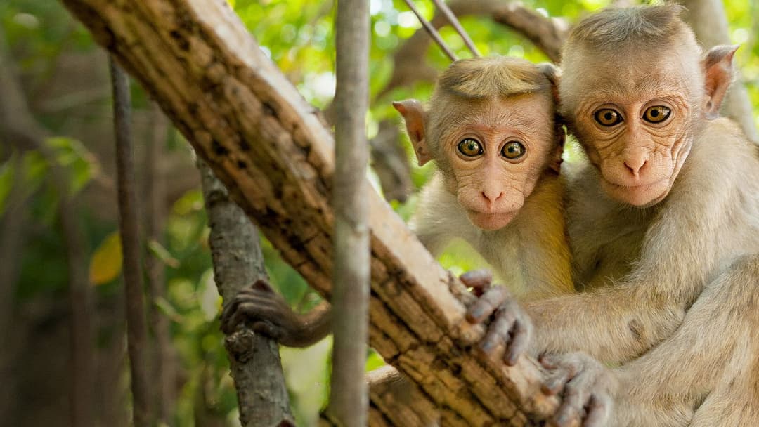 Im Reich der Affen backdrop 3