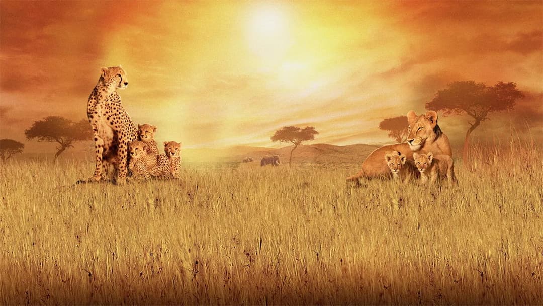 African Cats backdrop 2