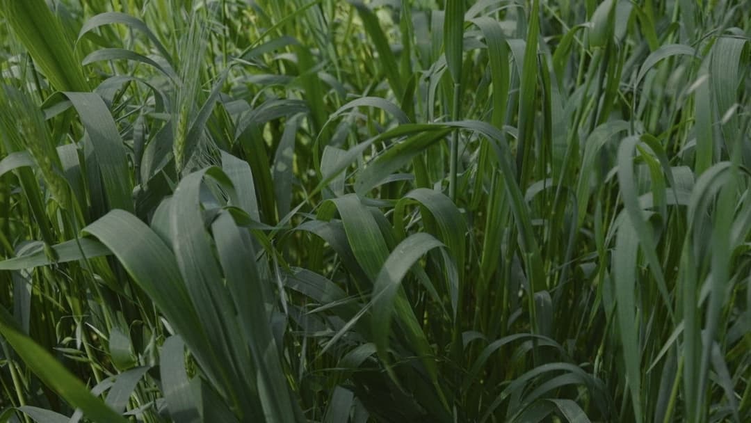 Para atrapar el viento backdrop 2