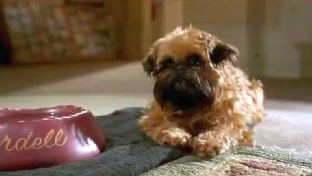 Besser geht's nicht backdrop 4