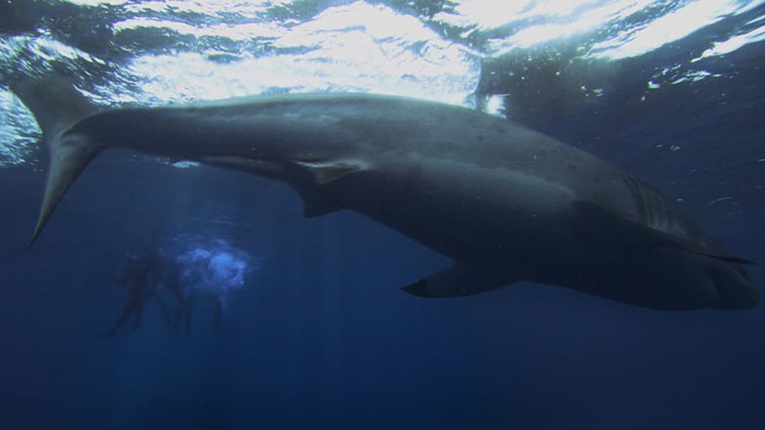 The Reef - Schwimm um dein Leben backdrop 10