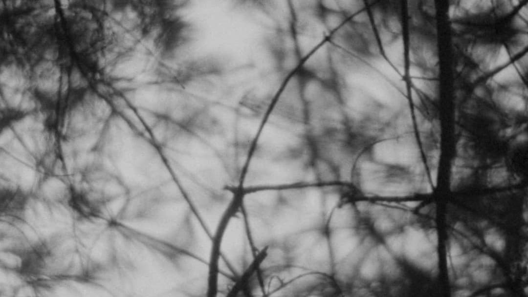 Відьма з Блер: Курсова з того світу backdrop 14