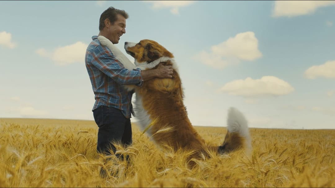 Bailey - Ein Hund kehrt zurück backdrop 5