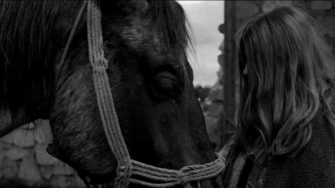 The Turin Horse backdrop 11