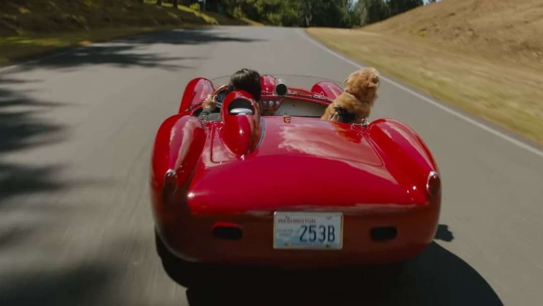 Enzo und die wundersame Welt der Menschen backdrop 5