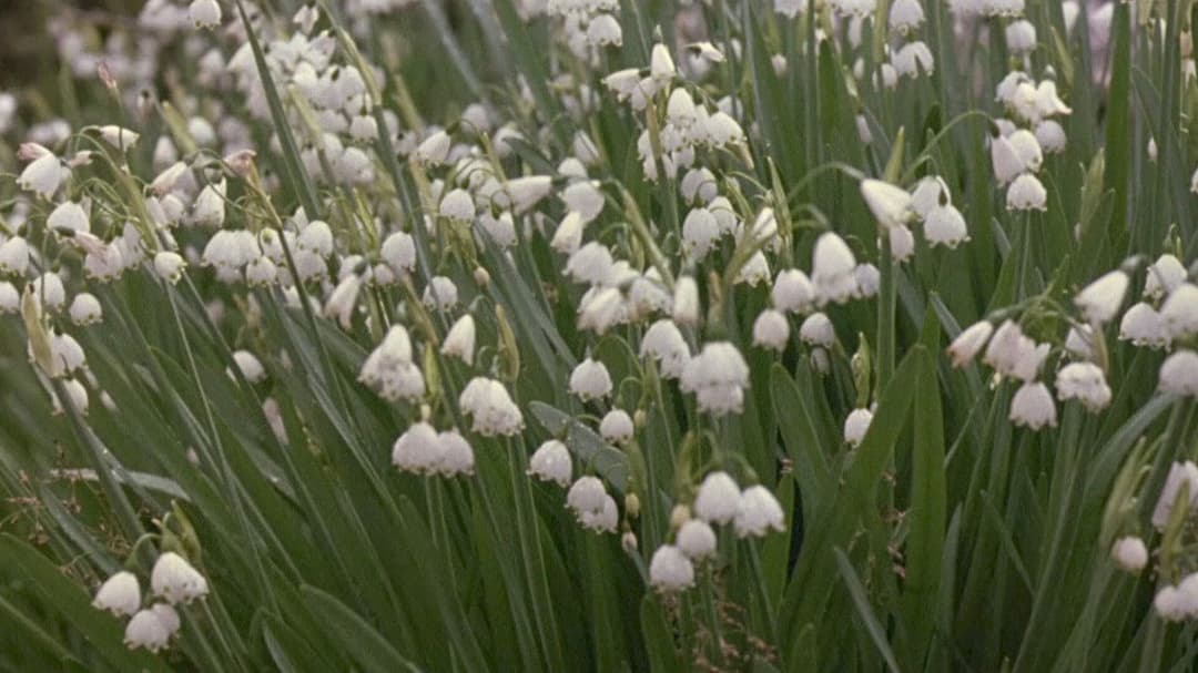 Wiedersehen in Howards End backdrop 9