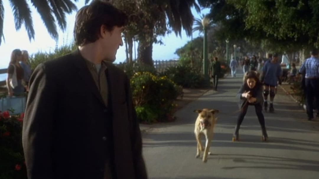 Правда про котів і собак backdrop 9