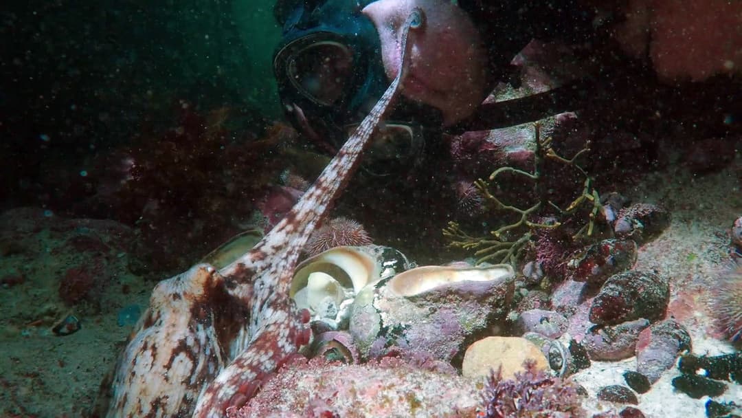 My Octopus Teacher backdrop 11