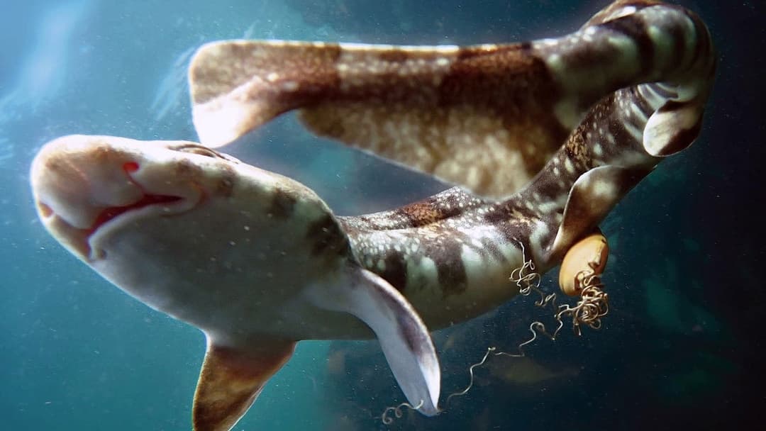 My Octopus Teacher backdrop 12