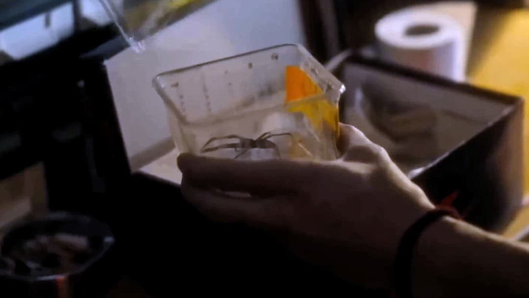 Павуче лігво backdrop 14