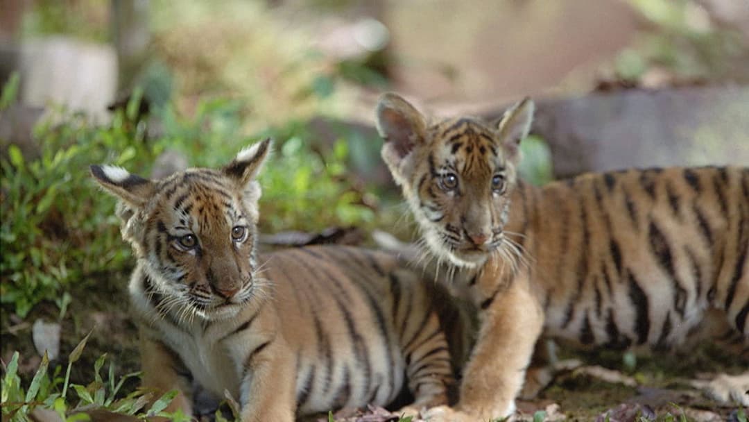 Двоє братів backdrop 4