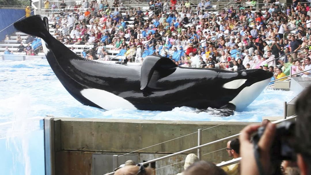 Кит-убивця backdrop 8