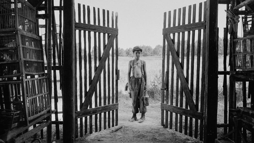 The Painted Bird backdrop 16