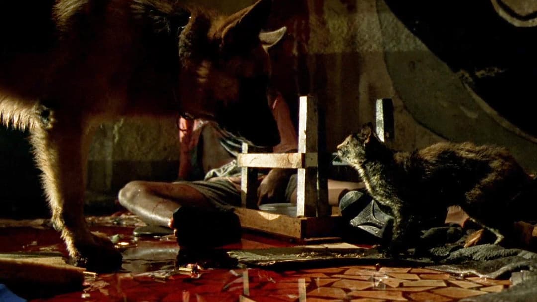 Carandiru backdrop 3