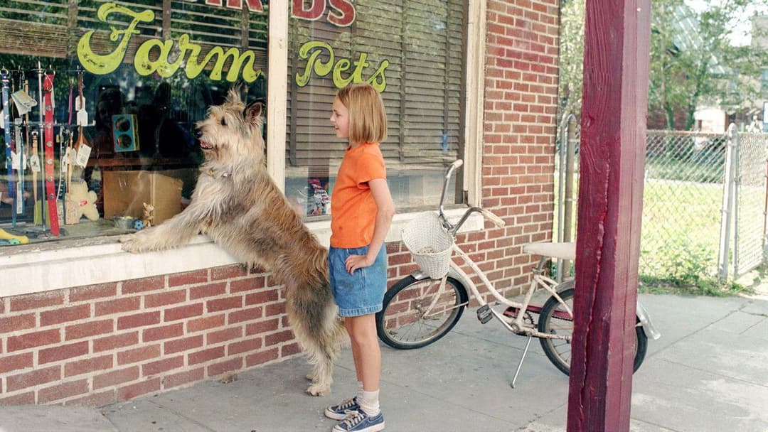 Winn-Dixie - Mein zotteliger Freund backdrop 9