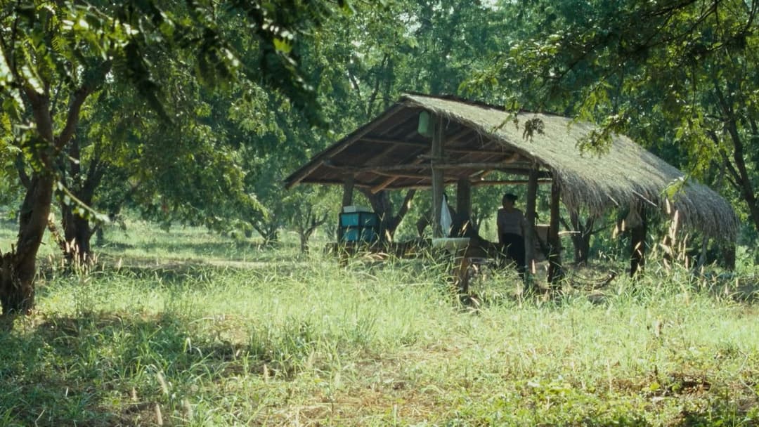 Uncle Boonmee Who Can Recall His Past Lives backdrop 6