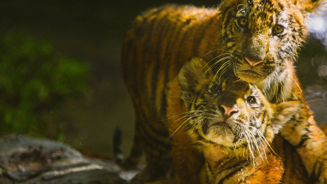 Двоє братів backdrop 2