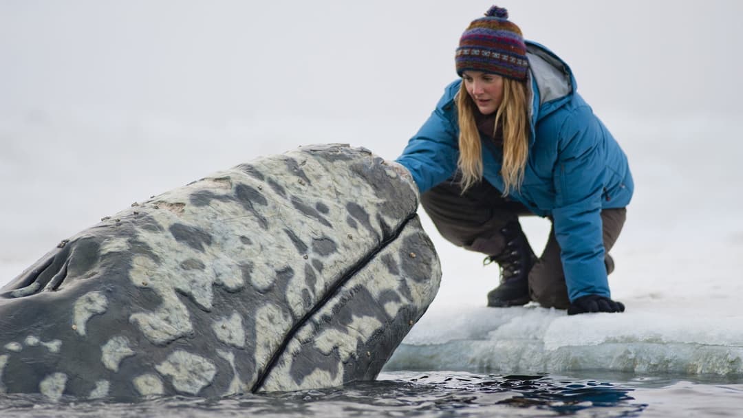 Всі люблять китів backdrop 5