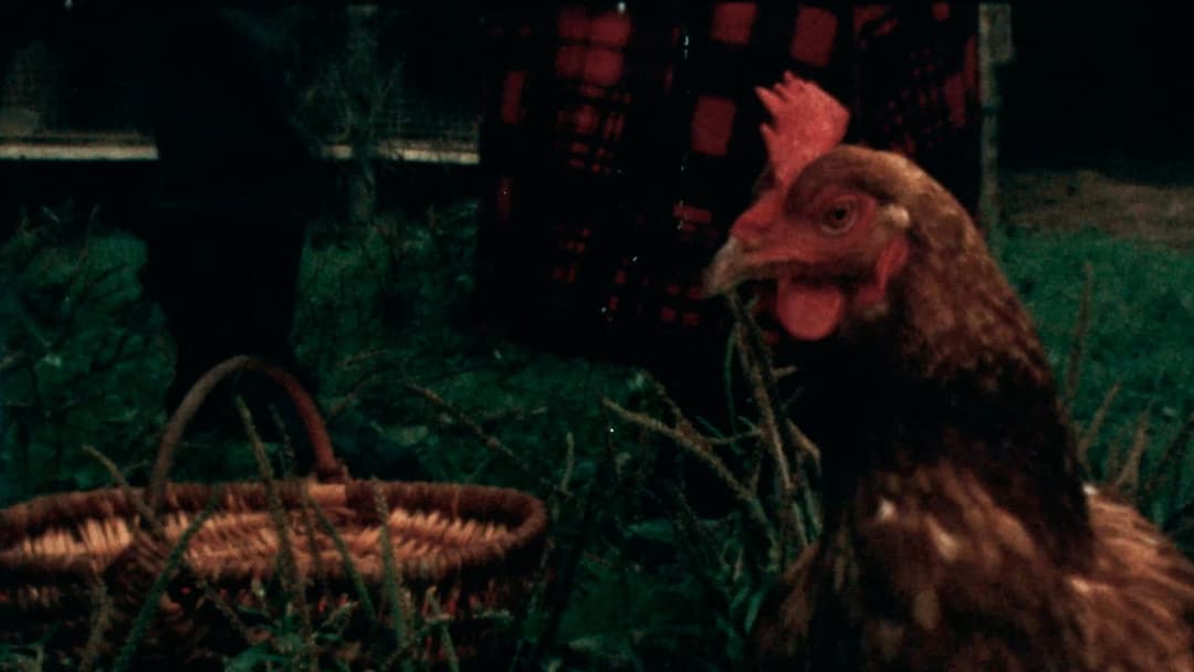 Dressed to's Song of Songs backdrop 12