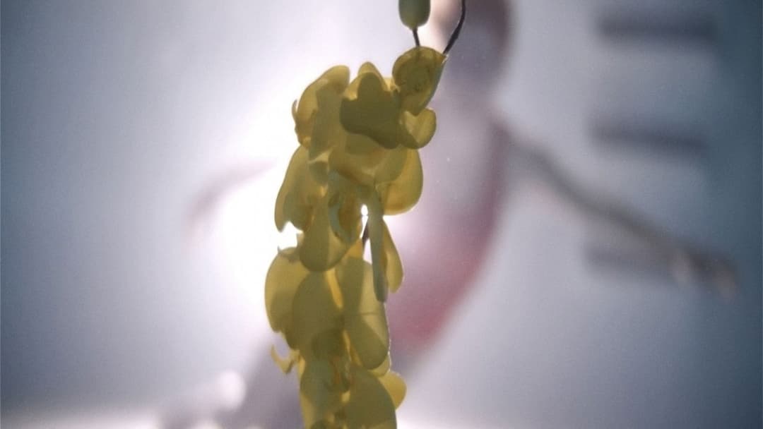 Upstream Color backdrop 1