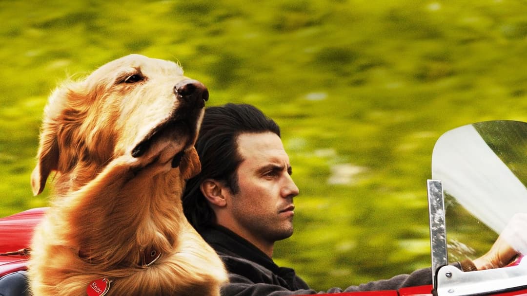 Enzo und die wundersame Welt der Menschen backdrop 2