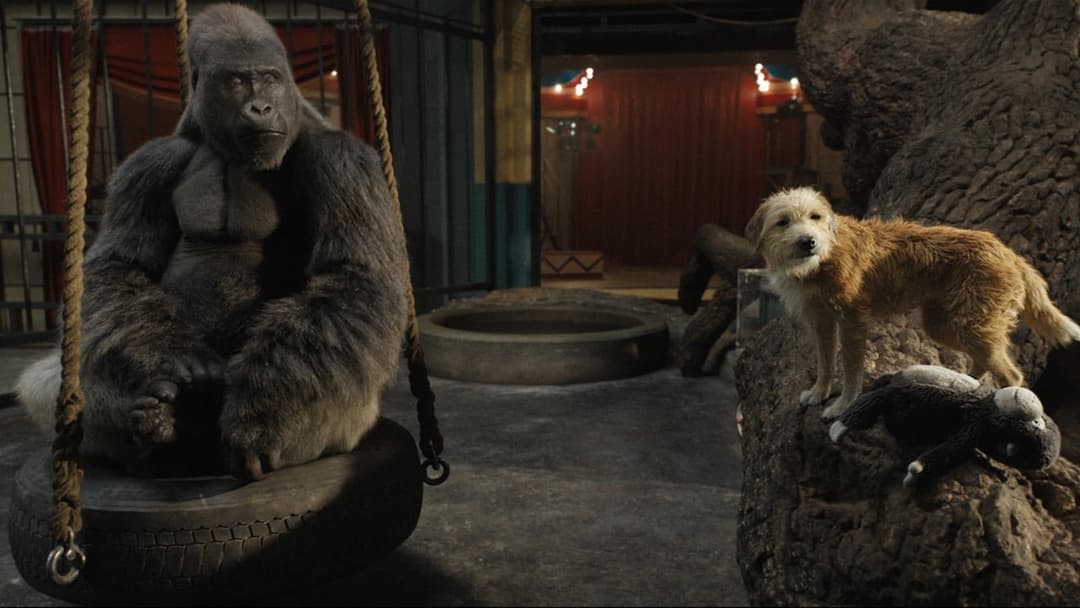 Айван, єдиний і неповторний backdrop 11