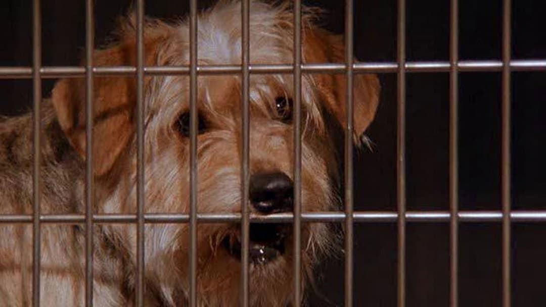 Везунчик backdrop 4