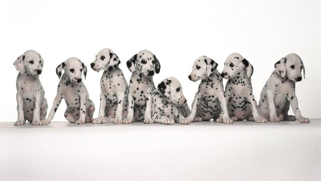 101 Dalmatians backdrop 7